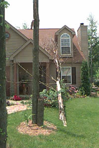 tree on house