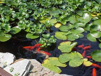 Hogue Pond