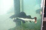 Marineland