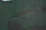 Marineland