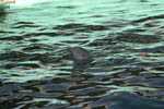 Marineland