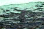 Marineland
