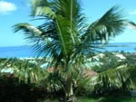 Princess Cruise 2005