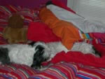 Zorro and Zen