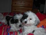 Zorro and Zen