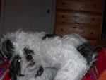 Zorro and Zen