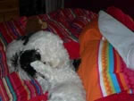 Zorro and Zen