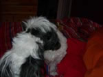 Zorro and Zen