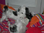 Zorro and Zen