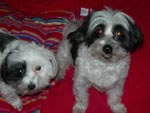 Zorro and Zen
